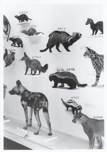 Media type: image; Mammalogy 6244 shows cataloged_item 1392 shows cataloged_item 6574 shows cataloged_item 6205 shows cataloged_item 27907 shows cataloged_item 25017 shows cataloged_item 5843 shows cataloged_item 6242 shows cataloged_item 5958 shows cataloged_item 32838 Description: Image of historic display showing MCZ 6244, MCZ 1392, MCZ 6574, MCZ 6205, MCZ 27907, MCZ 25017, MCZ 5843, MCZ 6242, MCZ 5958, and MCZ 32838;